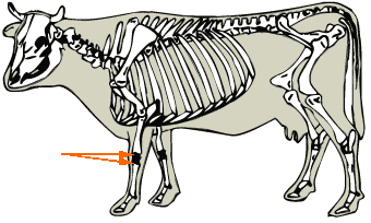 Dairy - Carpal Bones