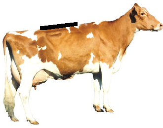 Dairy - Loin