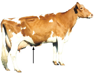 Dairy - Mammary