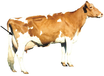 Dairy - Rear Udder Attachment