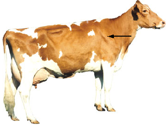 Dairy - Shoulder Blade
