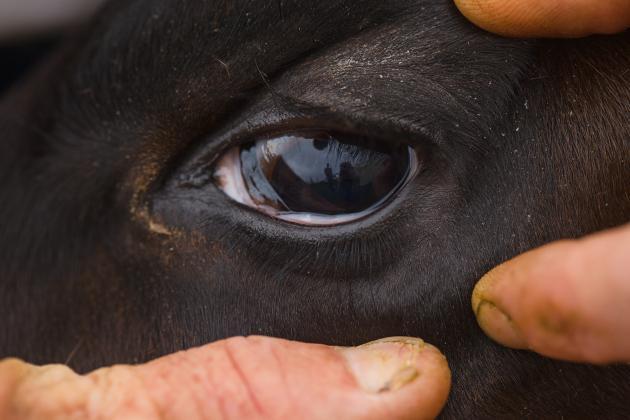 Checking Calf Eyes for Signs of Illness