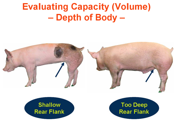 Evaluating Capacity Depth of Body