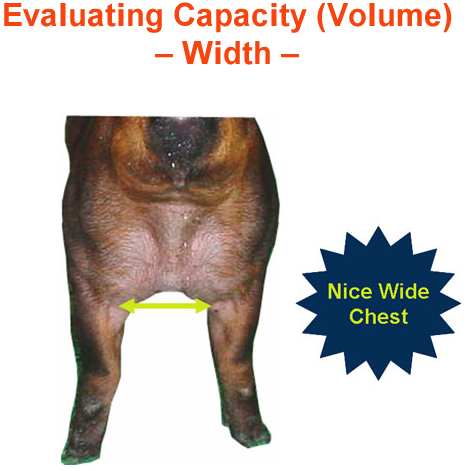 Evaluating Capacity Width Nice Wide Chest