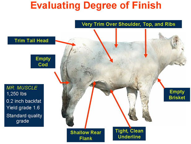 Evaluating Degree of Finish - Mr Muscle