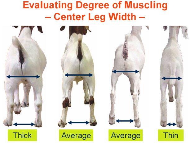 Evaluating Degree of Muscling Center Leg Width