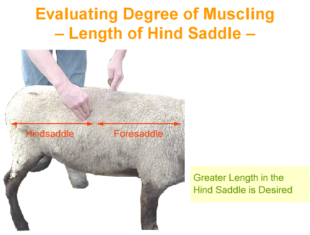 Evaluating Degree of muscling Length of Hind Saddle