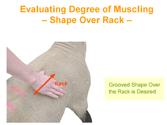 Evaluating Degree of muscling Shape Over Rack