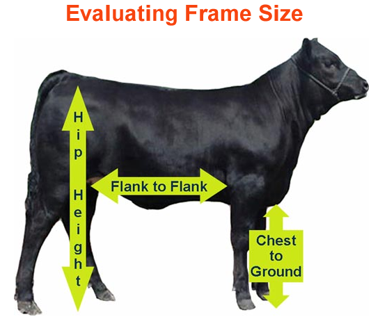 Evaluating Frame Size Feeder Cattle