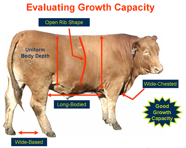 Evaluating Growth Capacity Good Growth Capacity