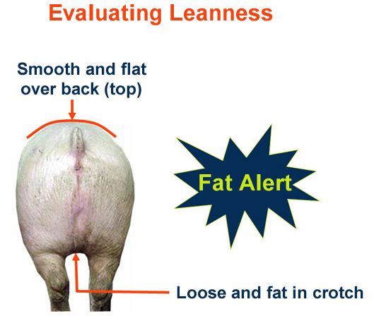 Evaluating Leanness