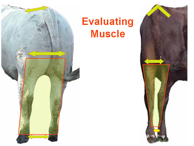 Evaluating Muscle Feeder Cattle