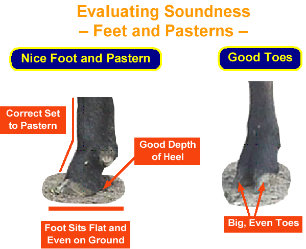 Evaluating Soundess Feet and Pasterns Nice Foot Pastern Good Toes