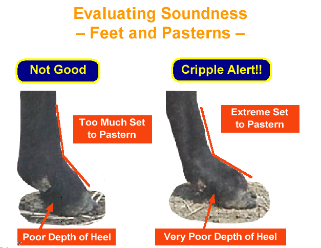 Evaluating Soundness Feet and Pasterns Not Good & Cripple Alert