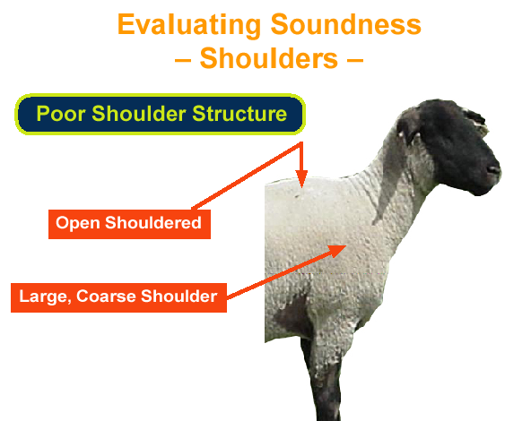 Evaluating Soundness Shoulder Poor Shoulder Structure