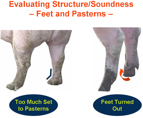 Evaluating Structure and Soundness too much set pasterns feet turned out