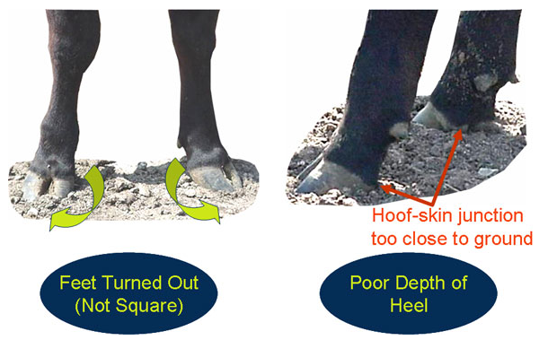 Evaluating structure feet turned out depth of heel