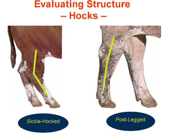 Evaluating Structure Hocks - Sickle Hocked, Post Legged