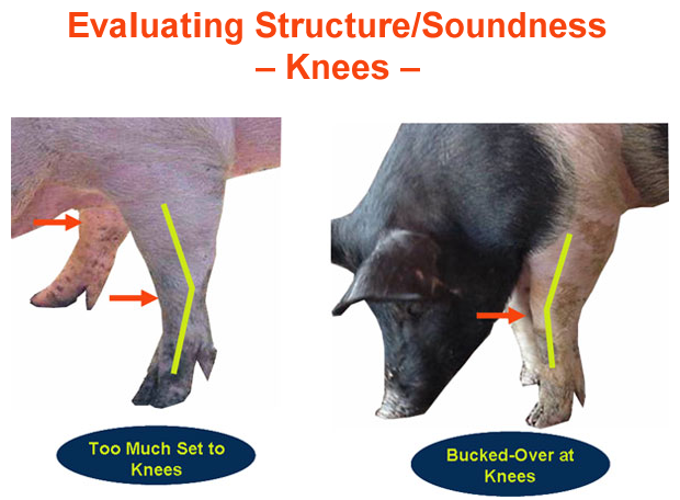 Evaluation Structure Soundness Knees Too Much Set Bucked Over