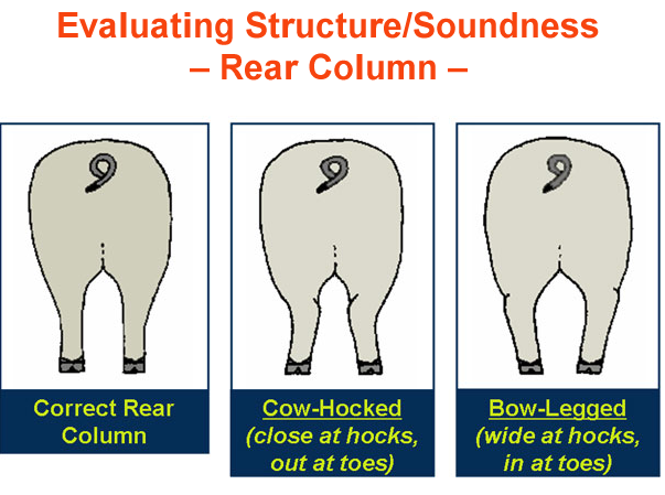 Evaluating Structure Soundness Rear column Correct Cow Hocked Bow Legged