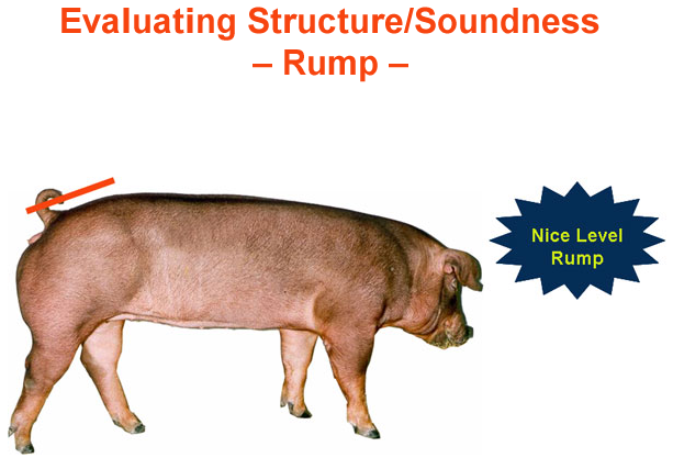 Evaluating Structure Soundness Rump Nice Level Rump