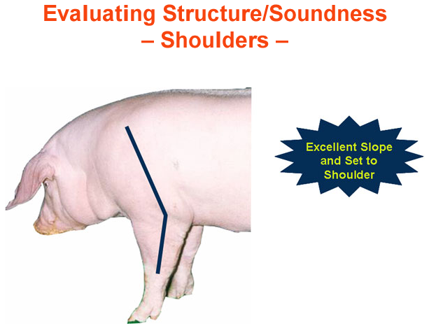 Evaluating Structure Soundness Shoulders Excellent Slope Set