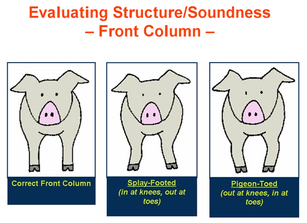 Evaluating Structures Soundness Front Column correct splay pigeon toes