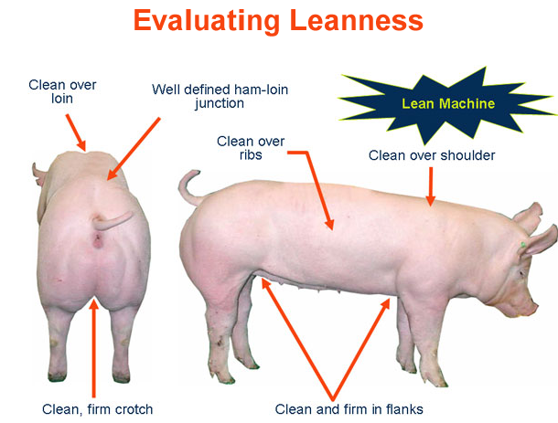 Evaluating Leanness Lean Machine