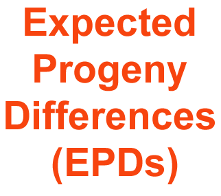 Expected Progeny Differences EPDs