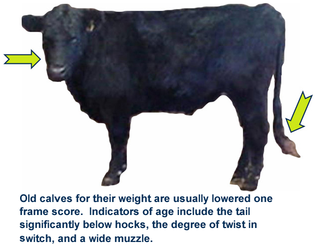 Feeder Cattle Old Calves