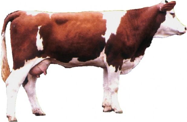Fleckvieh cow