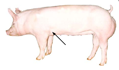 Swine - External Part - fore flank