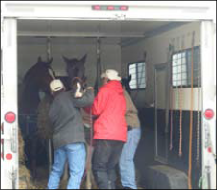 Horses being evacuated from a disaster area.