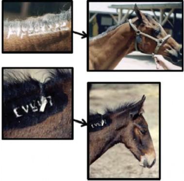 Examples of freeze-marking used by the Bureau of Land Management to identify wild horses and burros gathered from public rangelands.