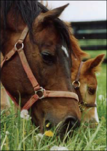Figure 2: When a young foal, especially from an unvaccinated mare, starts to eat grass and hay, its chances of getting botulism increase.
