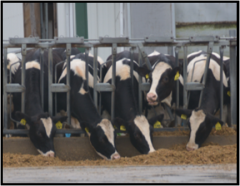 Dairy Cows in Stalls
