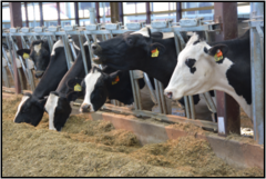 Dairy Cows in Stalls
