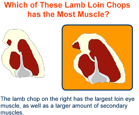 Lamb Loin Chops Most Muscle Answer