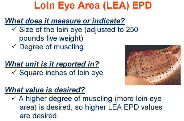 Loin Area Eye EPD