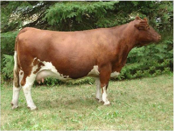 Maine Anjou Cow