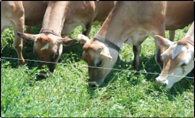 Manage Your Grazing System for Optimum Dairy Cow Performance