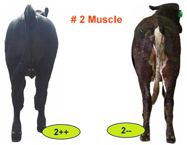 Number 2 Muscle Feeder Cattle