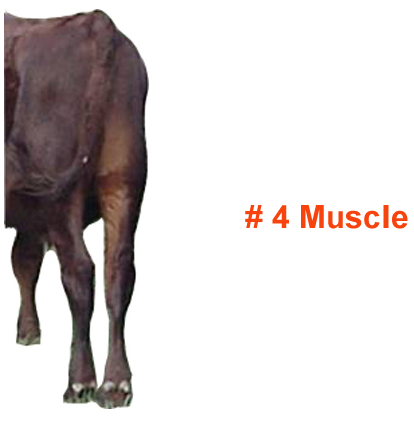 Number 4 Muscle Feeder Cattle