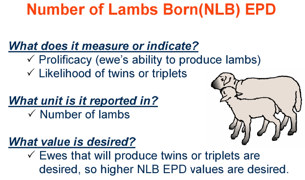 Number of Lambs Born EPD