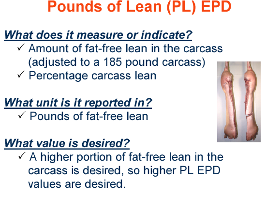 Pounds of Lean EPD