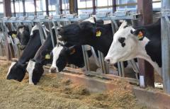Dairy Heifers Feeding Stalls