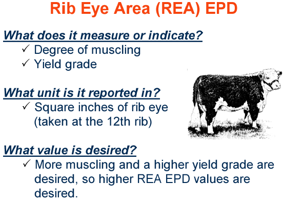 Rib Eye Area EPD