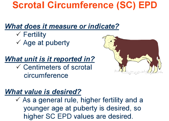 Scrotal Circumference EPD
