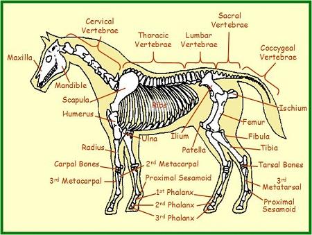 The Basics of Horse Anatomy