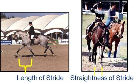 1. Correct: Length, Straightness & Softness of Stride